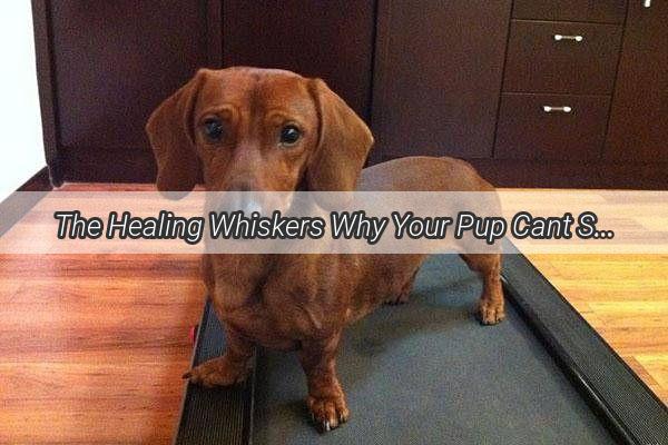 The Healing Whiskers Why Your Pup Cant Stop Licking Its Wounds